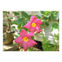 Rosan blommar rosa blommor inbjudan