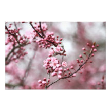 Rosan blomstrar i vårfoto