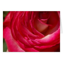 Rose10 Kort