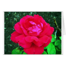 Rose#2 Hälsnings Kort