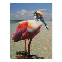 Roseate Spoonbill vid William Bock Vykort
