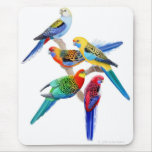 Rosella mekaniskt säga efter Mousepad Musmattor