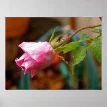 rosenknopp, raindrops & löv affisch