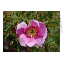 Rosey rosa roskort