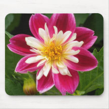 rosig röd Dahlia a7 Mus Mattor