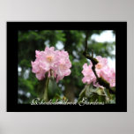 Rosor Rhodies för tryck för Rhododendronträdgårdko Affisch