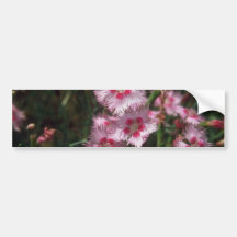 Rosor tänder - rosor, (dianthusen Plumarus) blommo Bildekaler