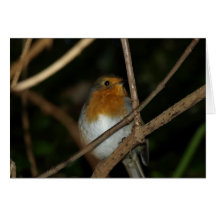Rött bröst för PA050117robin Hälsningskort
