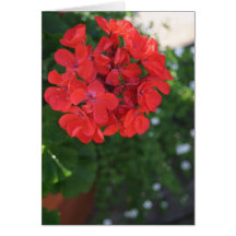 Rött kort för pelargonblommahälsning