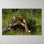 Rött Räv-satser leka Posters