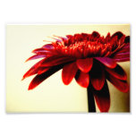 Floral Photography