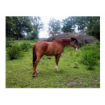 Rotthorse Vykort