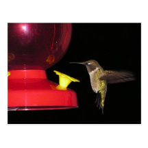 Ruby-throated Hummingbirdvykort