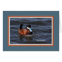 ruddy_duck_7322 hälsningskort