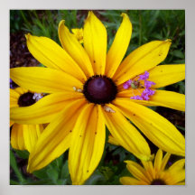 Rudebekia affisch