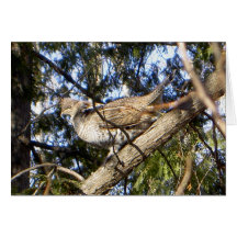 Ruffed Grouse Hälsnings Kort