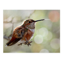 Rufous Hummingbird Tounge Vykort