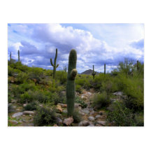 Saguaro <Add Your Own Text> Vykort