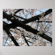 Sakura Print