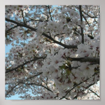 Sakura blom print
