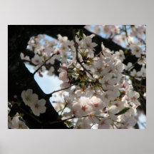 Sakura (körsbärsröd blomning) affisch