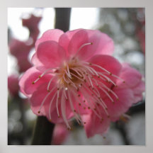 Sakura körsbärsröd blomning print