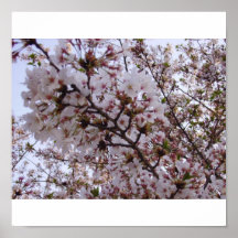 Sakura Posters