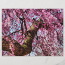Sakura - slutligen är det våren custom flyer