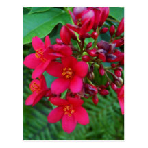 Salsa de Rojo Vykort