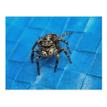 Salticid svart & vykort för vitbanhoppningspindel