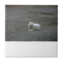 Samoyed belägger med tegel keramiska plattor
