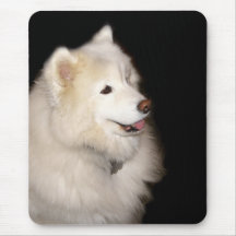 Samoyed Musmatta