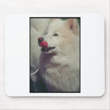 Samoyed Musmattor