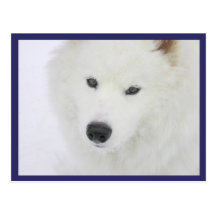 Samoyed - PVSC - snö Vykort