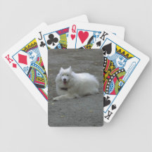 Samoyedhund som leker kort