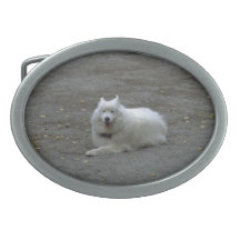 Samoyedhundbältet spänner fast