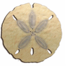 sanddollar photo sculpture
