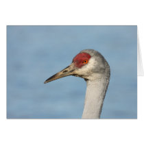 Sandhill kran kort