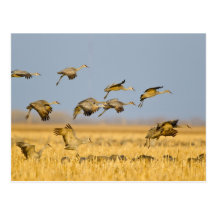Sandhill kranland i majfält vykort
