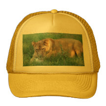 sarabi-toy-024 baseball hat