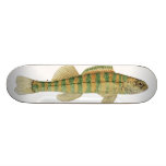 Satt band DarterSkateboard