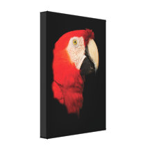 Scharlakansröd Macaw Canvasdukar Med Gallerikvalitet