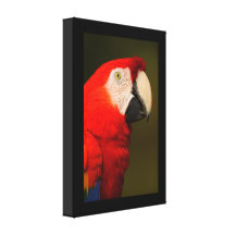 scharlakansröd macaw kanvasdukar med gallerikvalitet