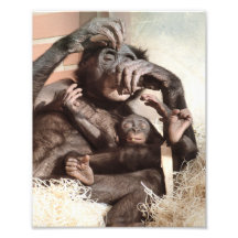SCHIMPANSER FOTOKONST