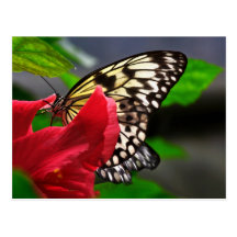 Schmetterlinge Postkarte