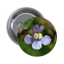 schmile kanin pins