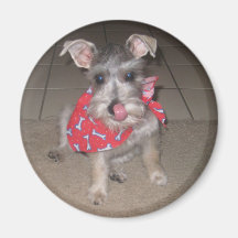 Schnauzer Kylskåpmagneter