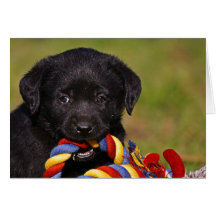 schwarzer Hund Labrador Retriever Welpe Grußkarte