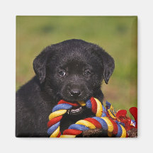 schwarzer Hund Labrador Retriever Welpe Magnet Kühlschrankmagnet