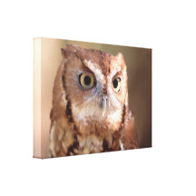 screechuggla sträckta canvas tryck